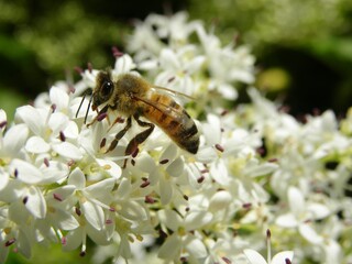 bee on a flower