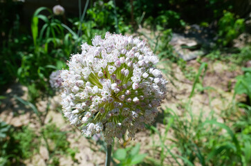 Green Allium Ampeloprasum with White Flowers