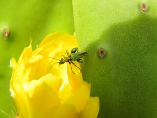 spider on a leaf