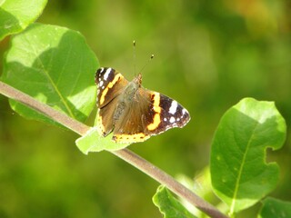 butterfly on leaf