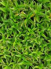 Naklejka premium Green ground cover. Plants leaves from top view. Good for background and architectural 3D rendering and presentation.