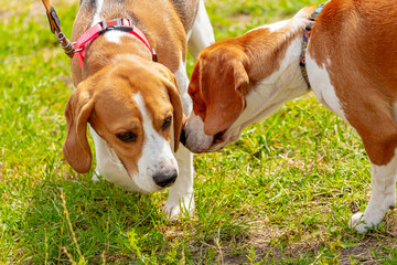 Two beagle dogs sniff each other opposite each other