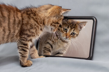 A cute little kitten examines his reflection in the mirror