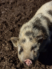 A curious sow standing in the mud and staring with watery eyes