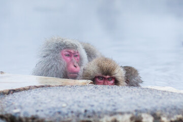  Japanese snow monkeys soaking in the hot spring water 