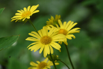 Gorgeous Yellow Leopard's Bane Flower Blossoms in a Garden