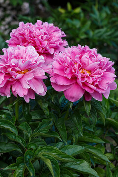 Full Double Pink Peony Prairie Princess Lactiflora In Summer Garden