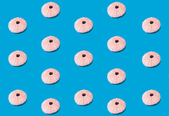 Pattern made of sea hedgehog shells in pastel natural colors against sky blue vibrant glazed...