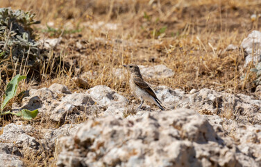 different shots of Northern Wheatear bird at noon on a hot day ( Oenanthe oenanthe )