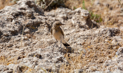 different shots of Northern Wheatear bird at noon on a hot day ( Oenanthe oenanthe )