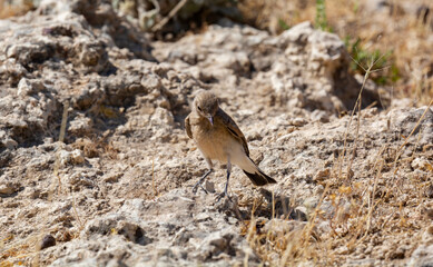 different shots of Northern Wheatear bird at noon on a hot day ( Oenanthe oenanthe )