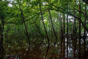 Floresta alagada na Amazônia.