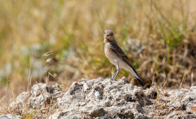 different shots of Northern Wheatear bird at noon on a hot day ( Oenanthe oenanthe )