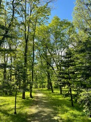 Obraz premium trees in the park