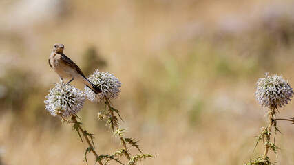 different shots of Northern Wheatear bird at noon on a hot day ( Oenanthe oenanthe )