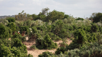 Fototapeta na wymiar Camels resting in the bushes in Morocco