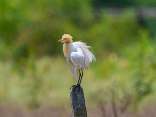 Cattle Egret is cosmopolitan species of heron. He had buff plumes in the breeding season.