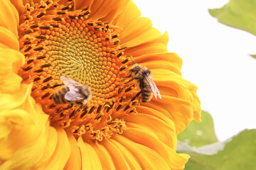 Two bumble bees collecting nectar from a sunflower