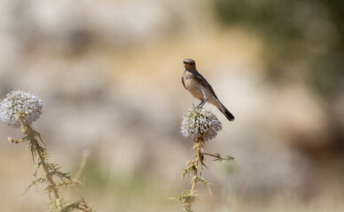 different shots of Northern Wheatear bird at noon on a hot day ( Oenanthe oenanthe )