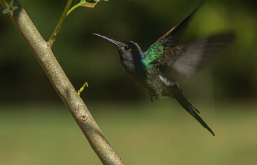 Hummingbird, flying hummingbird, Swallow-tailed hummingbird, Eupetomena macroura