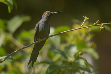 Hummingbird, Swallow-tailed hummingbird, Eupetomena macroura