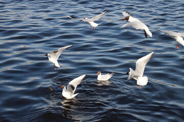 Several gulls in different stages: swimming, take-off, flight, landing on the water
