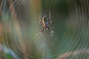 Argiope bruennichi lurking in a spider net