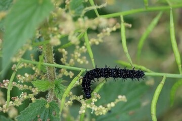 Chenille le paon du jour