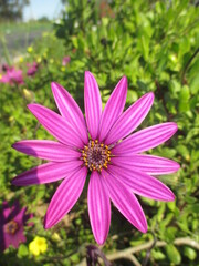pink cosmos flower in the garden
