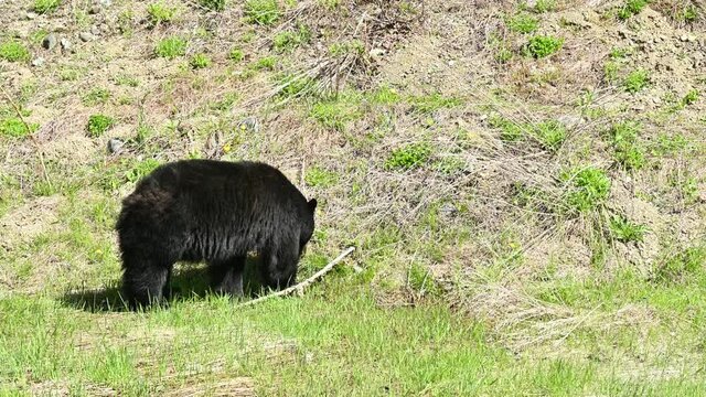 American black bear (Ursus americanus) in the woods in British Columbia, Canada