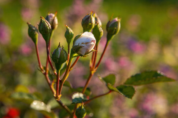 Close-up of tender unblown pink rose buds in the morning sun