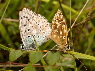 Chalkhill Blue Butterflies Mating