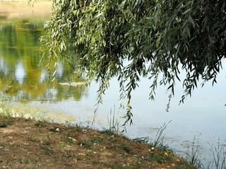 Weeping willow tree over a calm river in the morning.