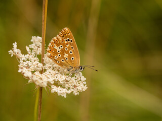 Chalkhill Blue Butterfly Resting Wings Closed on Wild Carrot