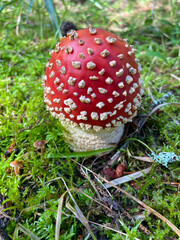 Young mushroom fly agaric in the forest close-up.