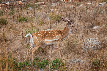 Chital, also called Spotted Deer, or Axis Deer in grasslands