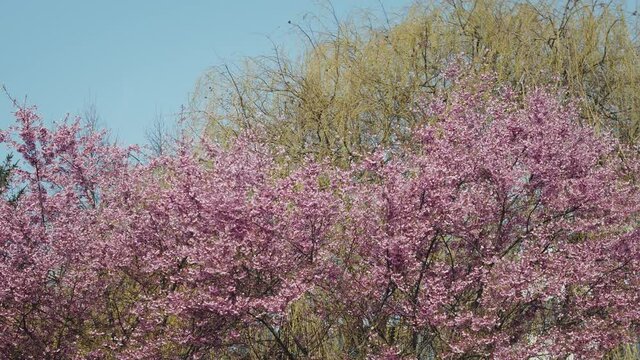 Pink Sakura (Japanese Cherry Blossom) Trees against in city park