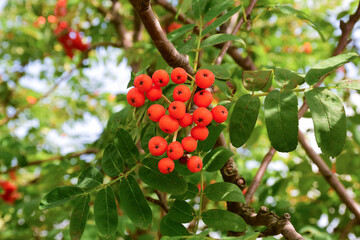 Ripe rowan branch close-up. The background is blurred
