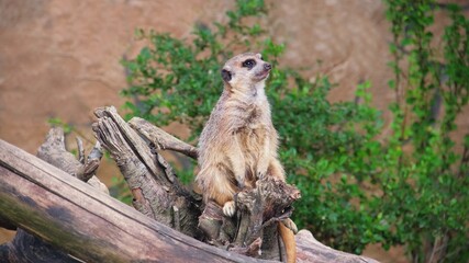 Vigilant Wild Meerkat Observing Surrounding and Guarding the Herd from Danger	