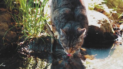 Well Fed Old Village Domestic Cat Drinking Water From a Pond