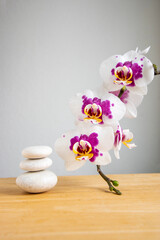 Stack of bright white stones built in tower isolated on white background with white purple orchid flower on long stem