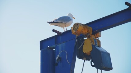 Naklejka na ściany i meble Vigilant Seagull Sitting on Top Of Blue Industrial Port Crane Gantry in Fishing Harbor 