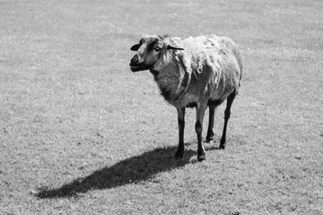 Beautiful goat on the field and its shadow in monochrome