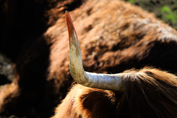 Awesome scottish highland cattle horn
