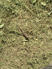 Lizard on the grass.