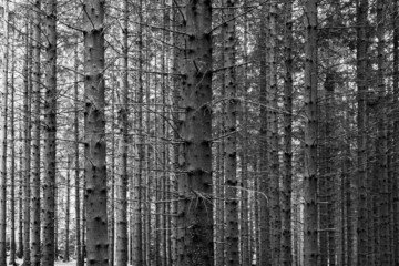 Straight spruce tree trunks in a monochrome image.