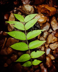 Green Fern on Stones