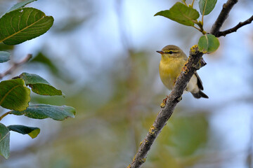 Fitis // Willow Warbler (Phylloscopus trochilus)