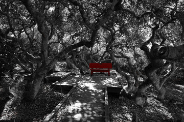 A red bench in a black & white picture of Elfin Forest in Morro Bay, CA.