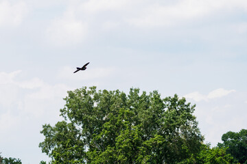 A flying model of a crow - bait for predators.